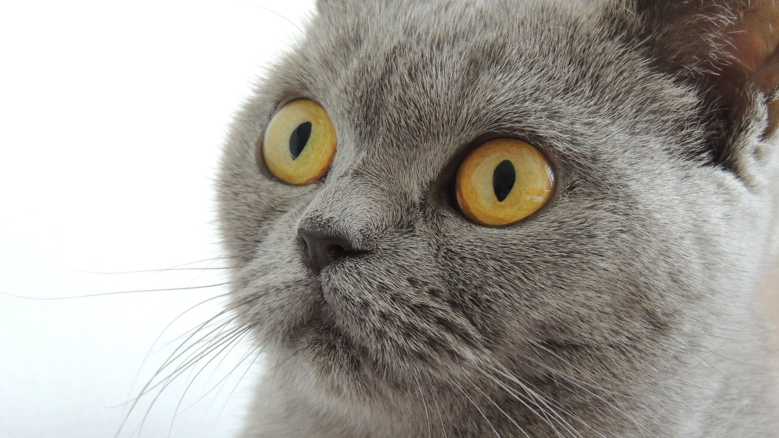 爱游戏官方网站-四国蝶泳划频对比揭示节奏差异，蝶泳四部分