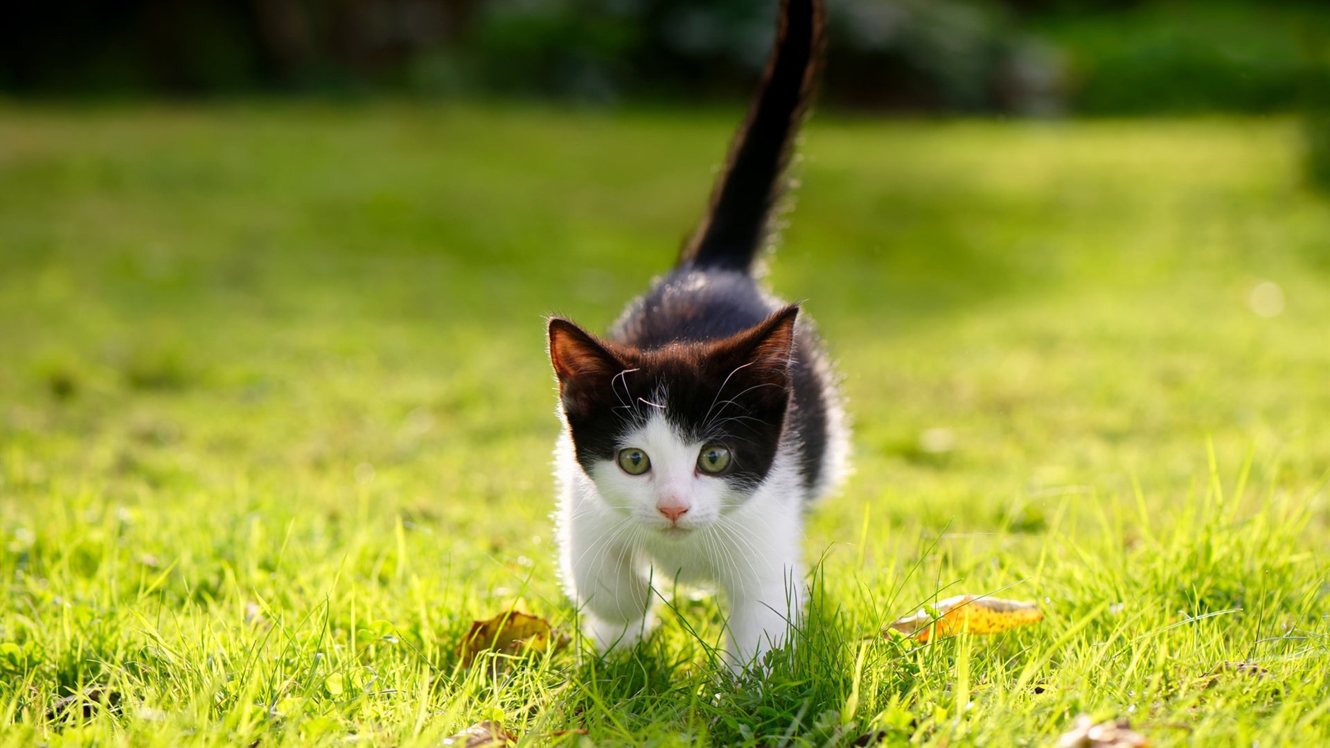 AYX官网-外教风格适配与球队文化冲突，外教风格适配与球队文化冲突的原因