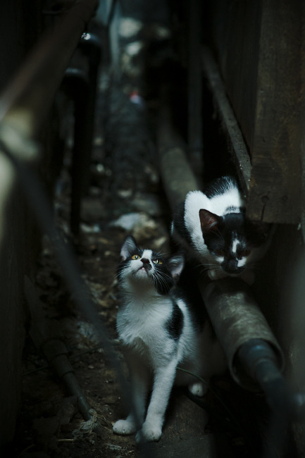 AYX官网-选手退役感言打动人心讲述电竞青春岁月，电竞退役说的话