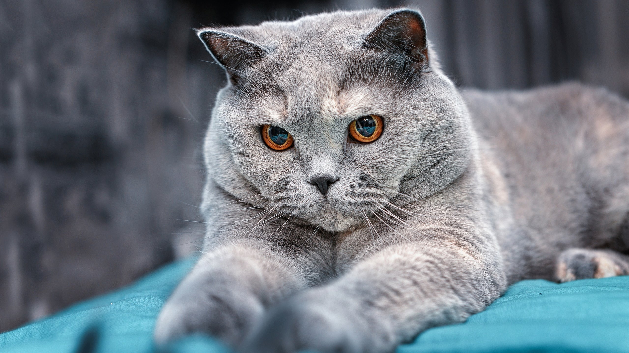 世界杯逆袭传奇:英雄再创奇迹!,世界杯传奇人物