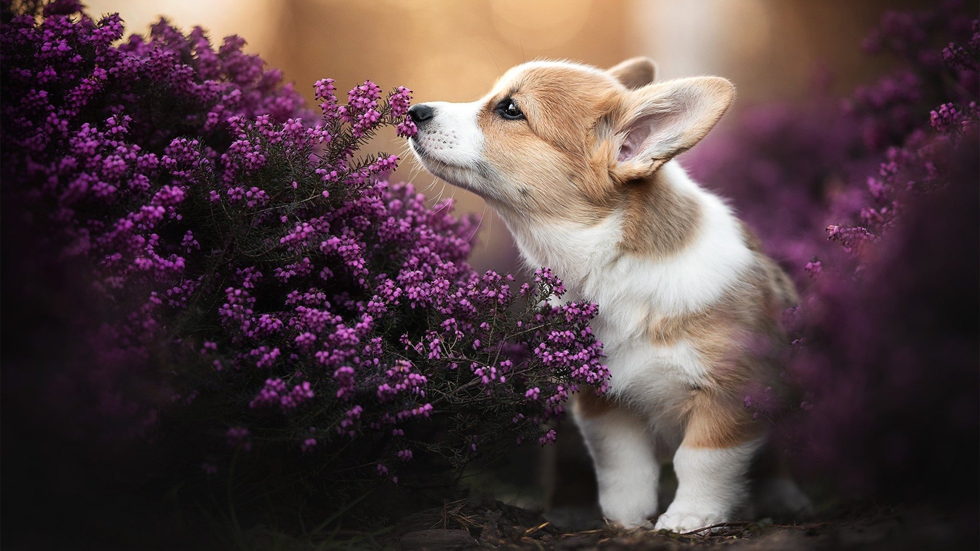 爱游戏在线登录入口-乌拉圭队整体实力提升，国际赛场志在夺冠