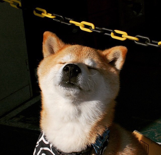 AYX SPORTS-南非羚羊队防守：稳如泰山的防线是他们的强大支柱，南非羚羊图片