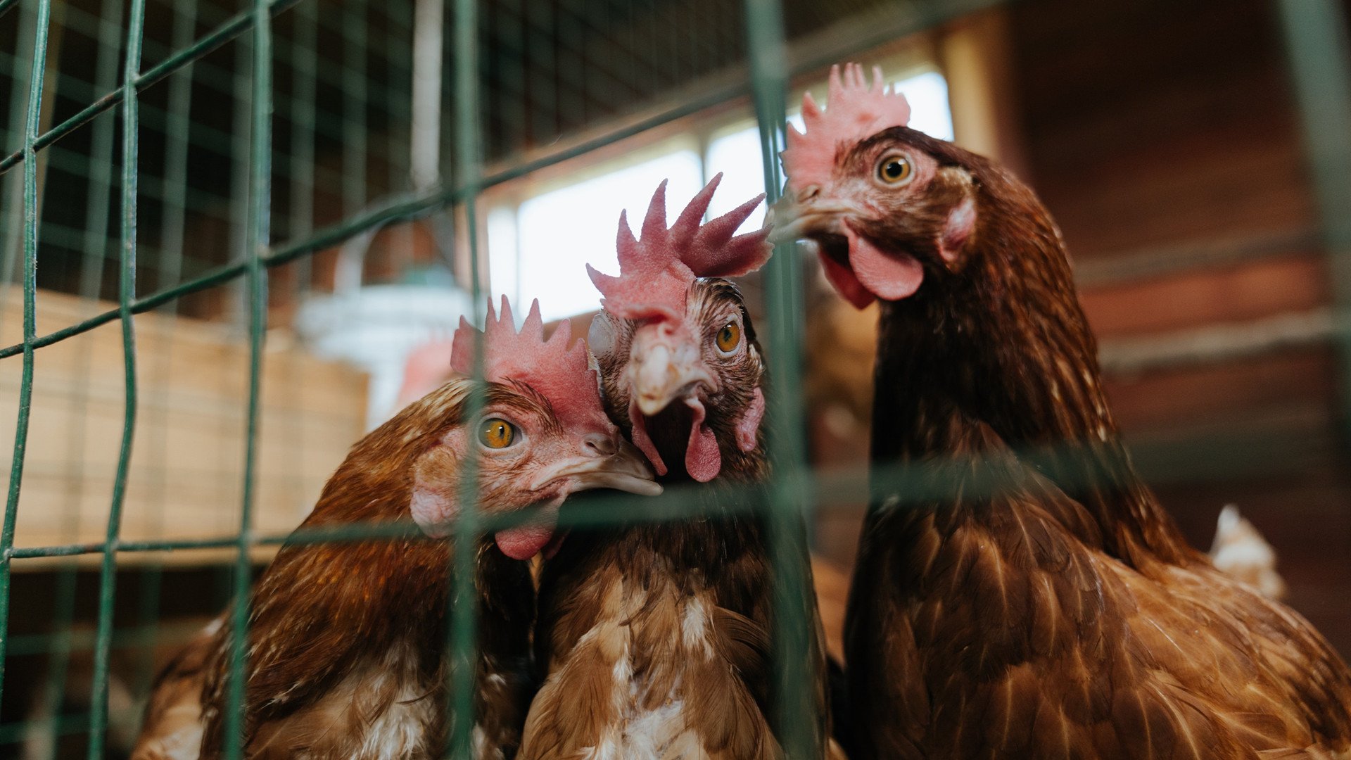 意甲传统盛宴:团队协作成就辉煌!,意甲官方合作伙伴 赞助商