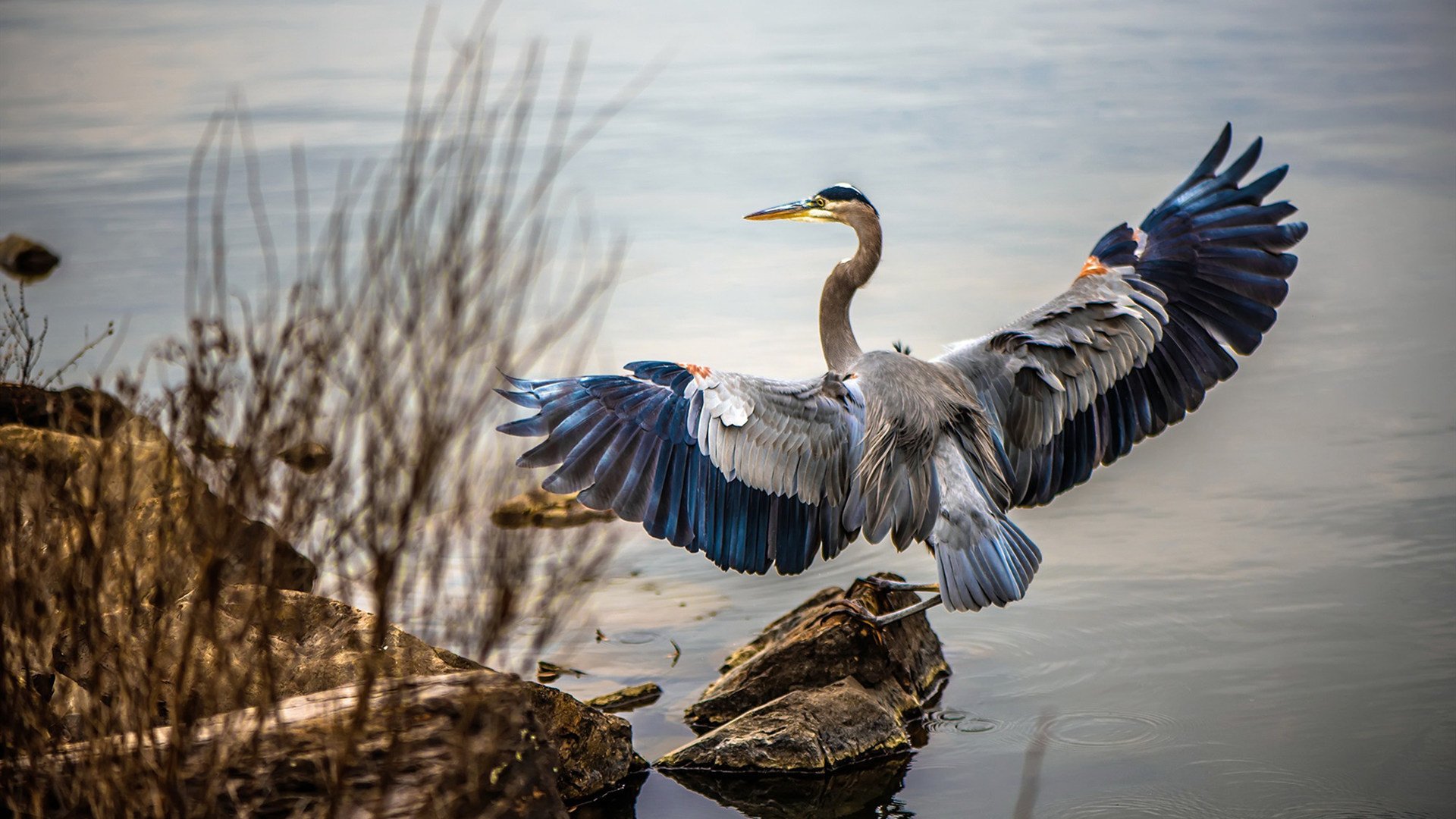 爱游戏体育官方网站-新西兰男队阵容强大，能否延续辉煌？，新西兰男子篮球队