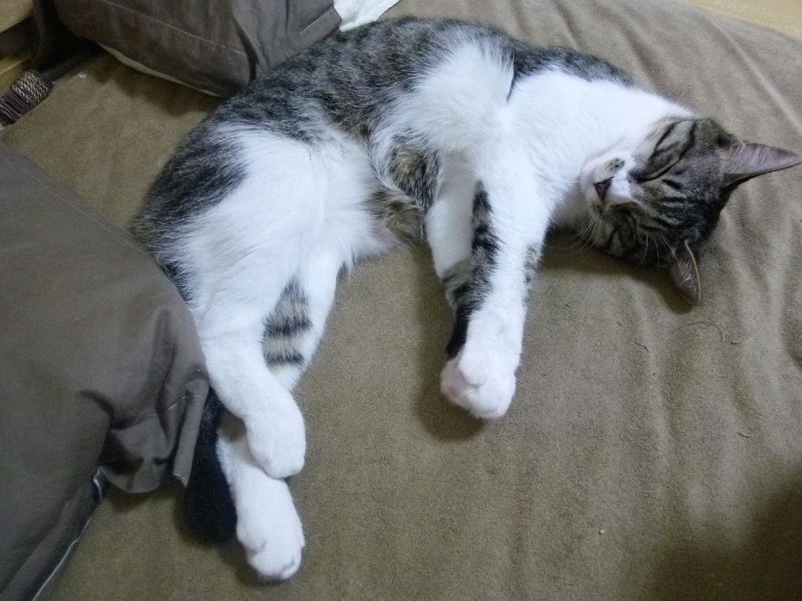 爱游戏体育平台-水球攻防转换南非女队节奏紧凑，fina水球