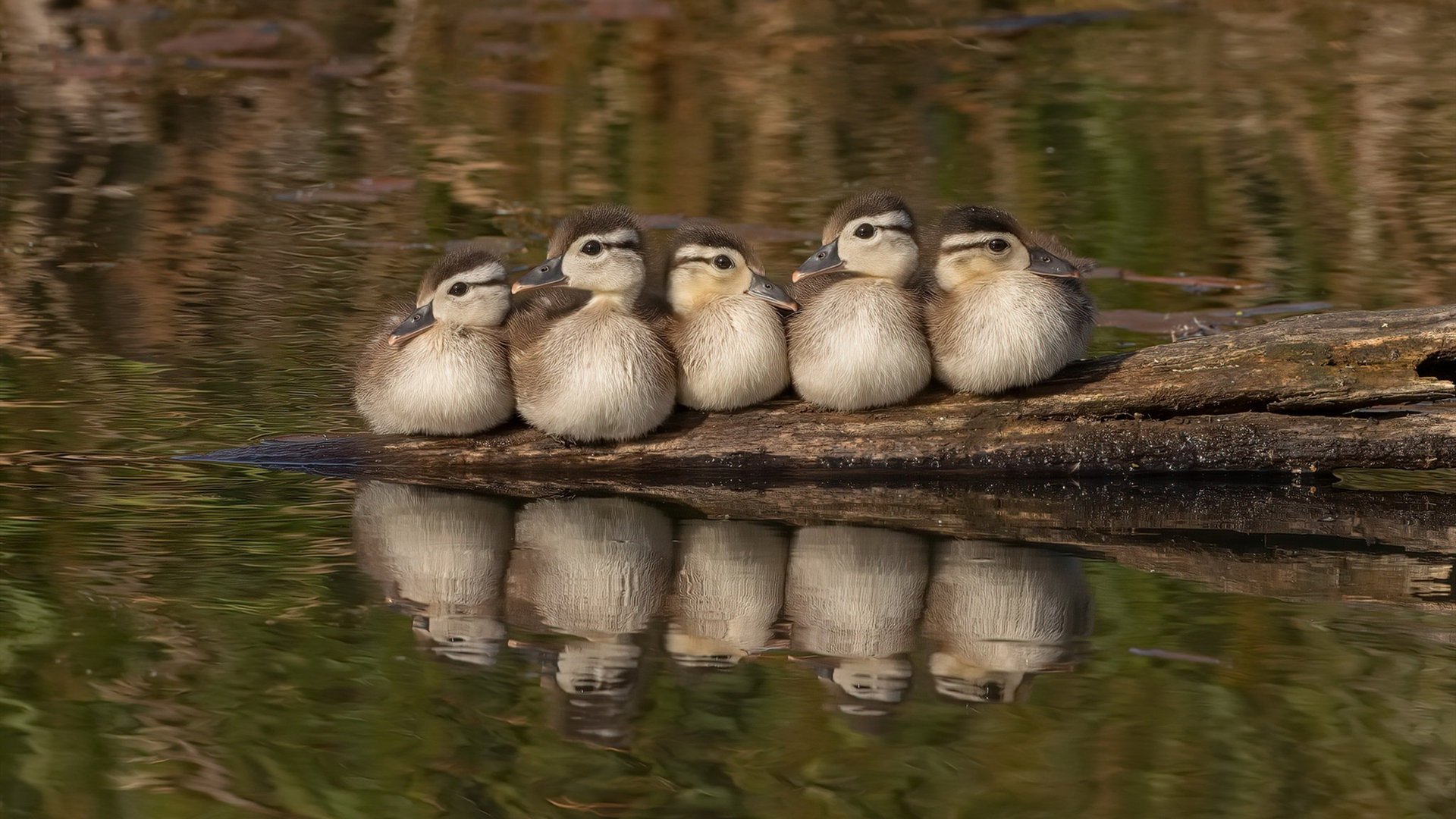 AYX GAME-皇马青训产业链不断壮大，新星辈出