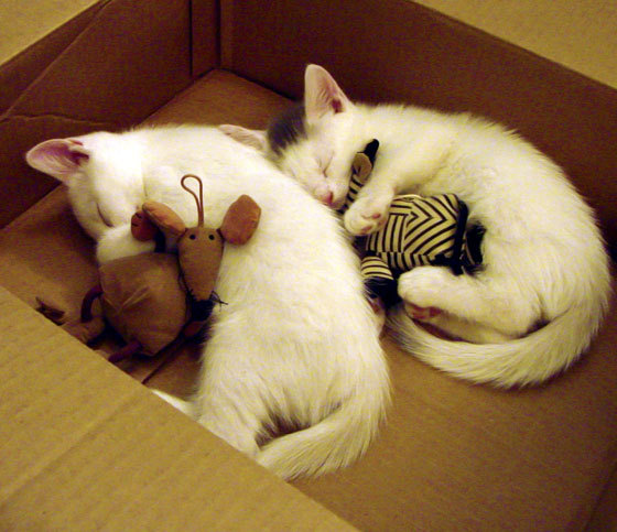 爱游戏下载-美洲杯明星全场：精彩演绎个人秀！，美洲杯巨星