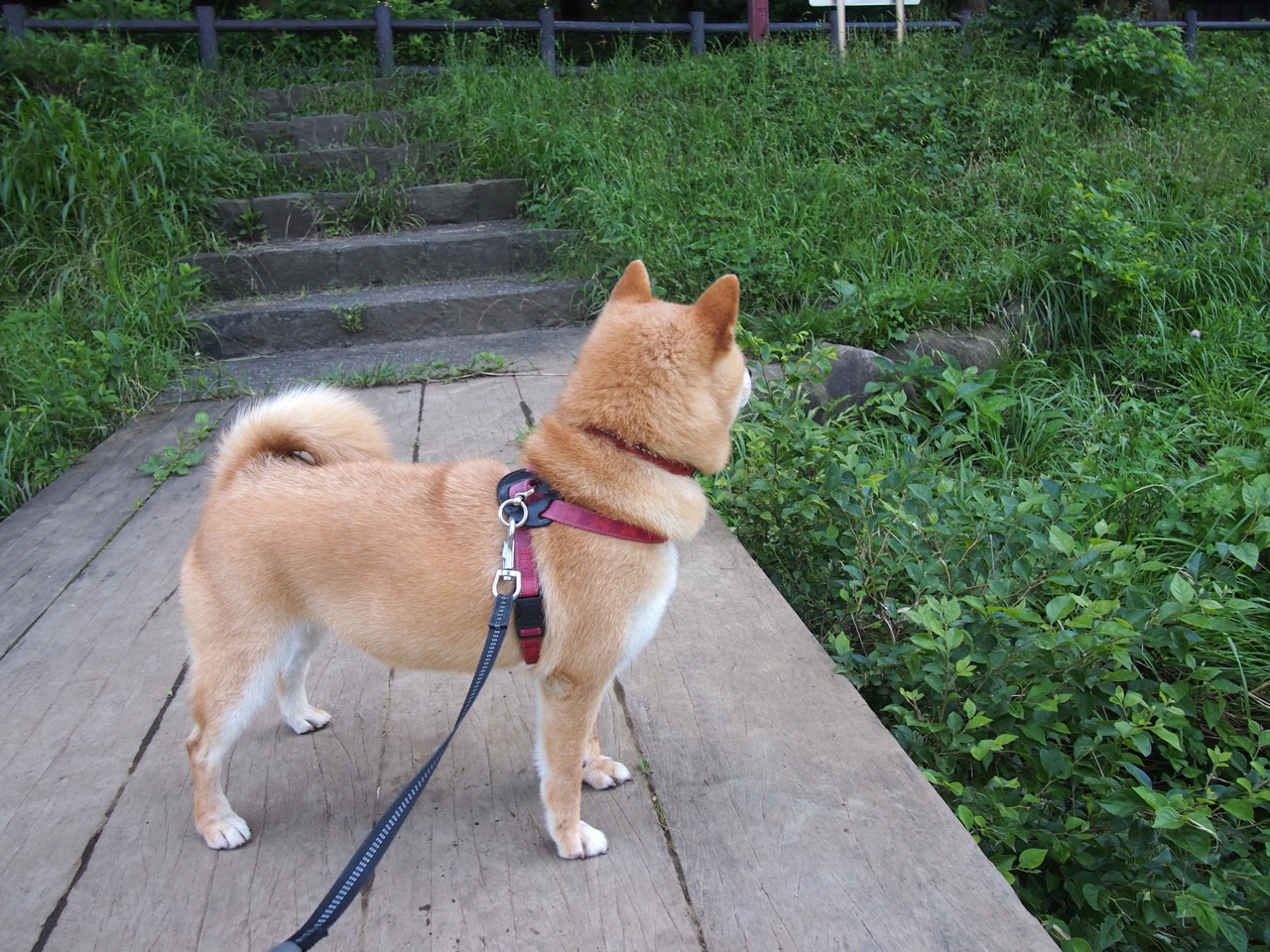 莫伊：在场上无处不在，他的力量和技巧帮助全黑队巩固领先地位